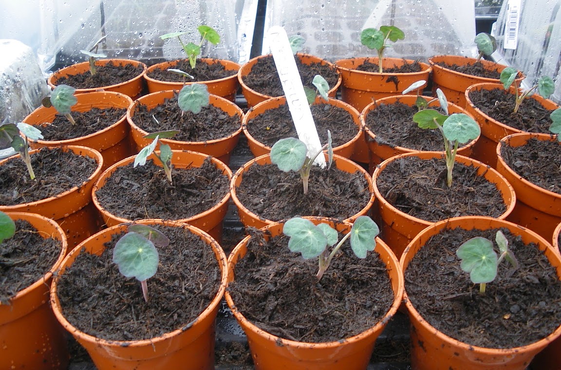 to the Green Heart Dens blog page....... Repotting nasturtium