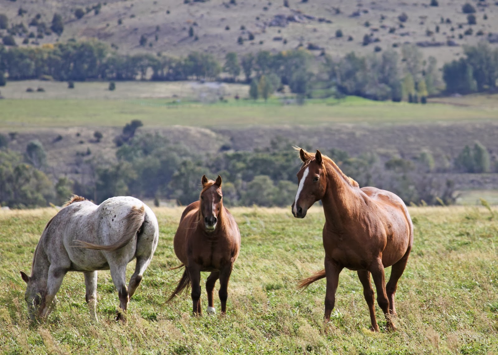 Windflower Farm Weekly: MONTANA HORSES, HOT SPRINGS, A TOWN CALLED PRAY