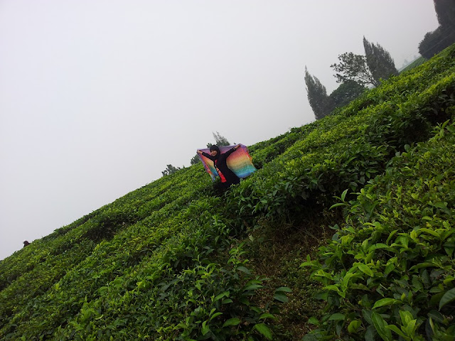 Kebun Teh Sidamanik Kebun Teh Sidamanik