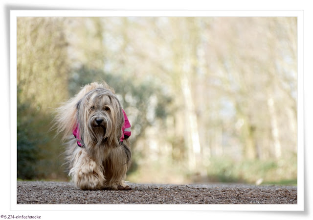 wie heißt der hund bei tom und jerry