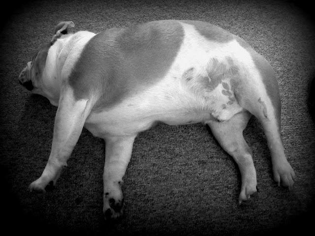 Dog Eyes Sleeping Dogs Dog Eyes Sleeping Dogs