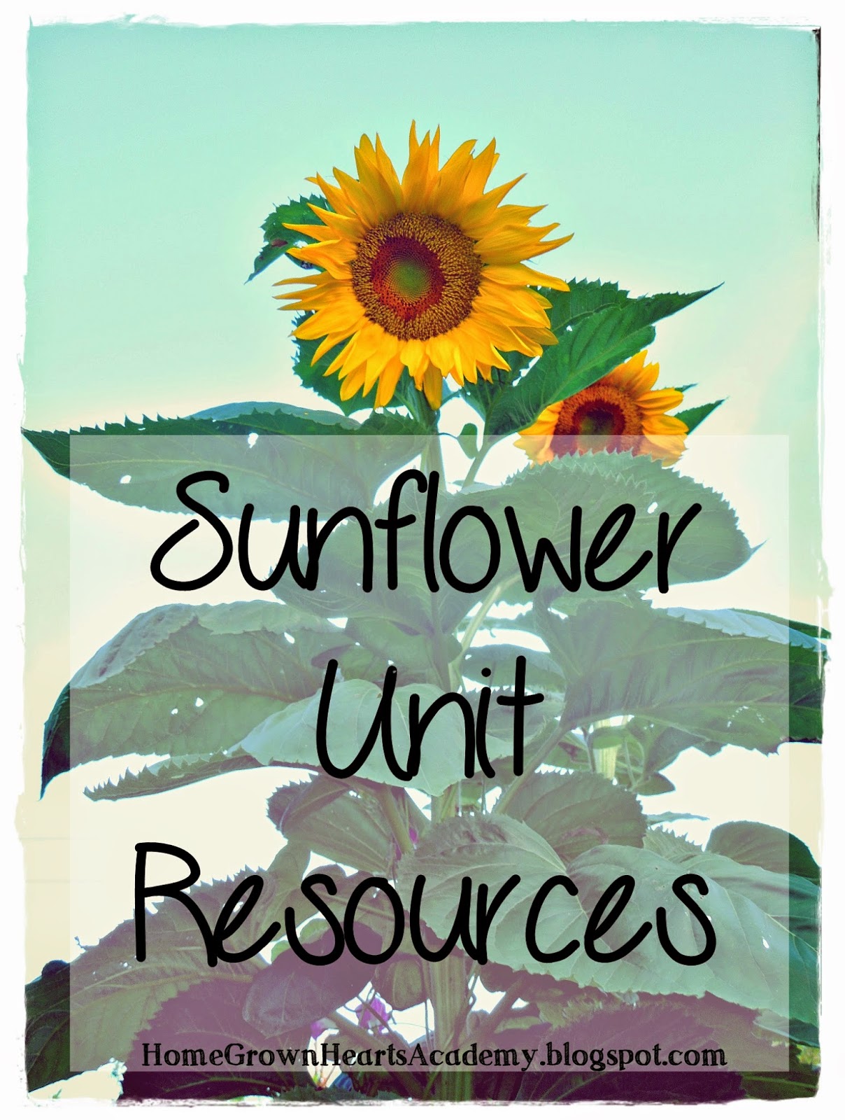home-grown-hearts-academy-homeschool-blog-sunflower-unit-resources