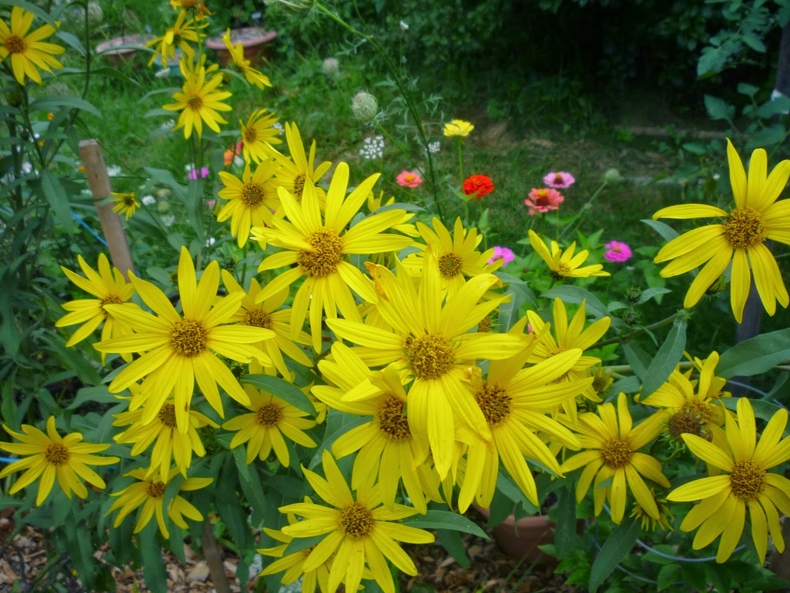 Vermont backyard flowers Aug 2014 Litter with a Story To Tell