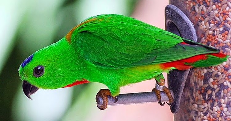 Harga Burung Serindit Terbaru Februari 2020