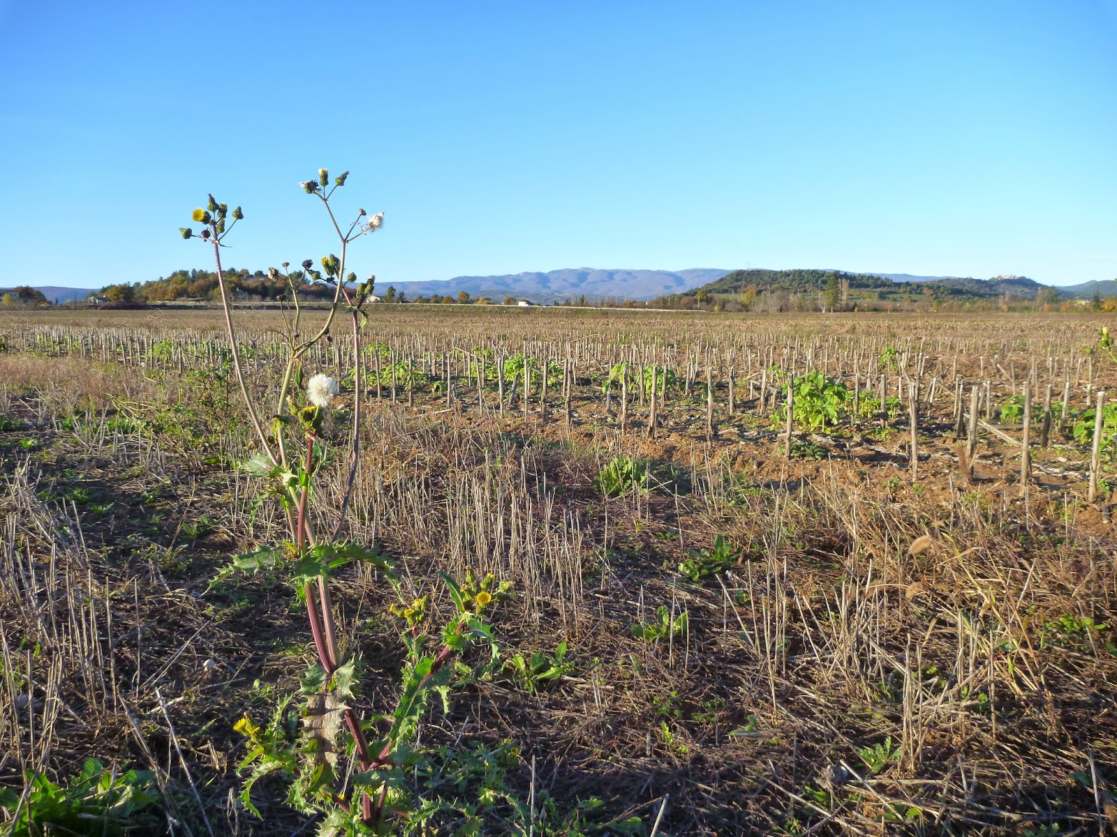 LA BELLE TERRE Premières nouvelles de la Belle Terre 17 janvier 2015