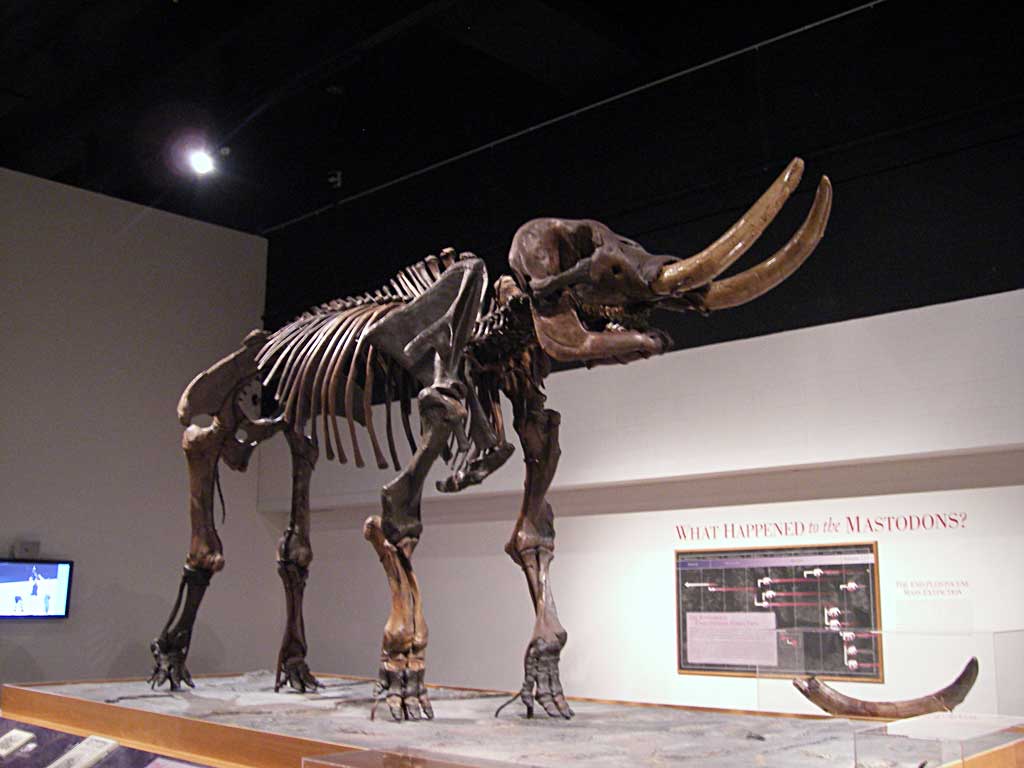 Louisville Fossils and Beyond New York State Museum