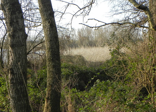 Fig. 28 - Tratto costiero del Trasimeno nell'inverno 2014