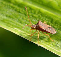  Ciri  ciri  dan Klasifikasi Filum Insecta 
