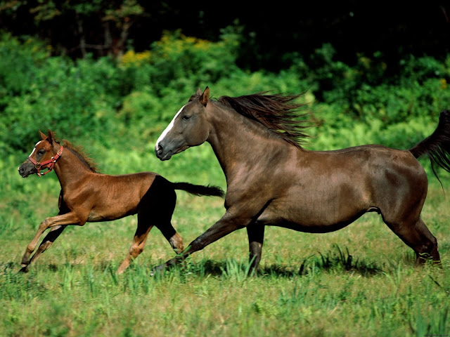 horses desktop wallpaper,horses wallpaper,horses picture