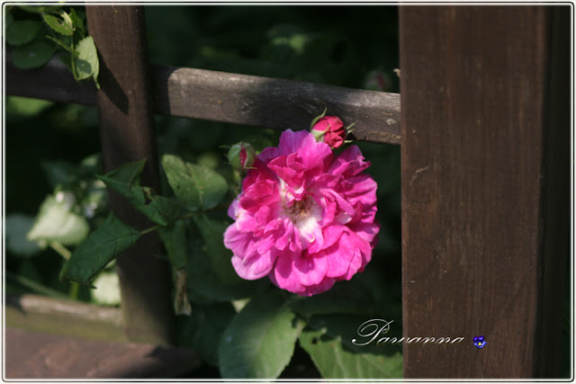 róże w ogrodzie, róże pachnące, Rapsody in Blue roses, róże angielskie, Mary Ann roses, roses, Symphatie roses, English roses