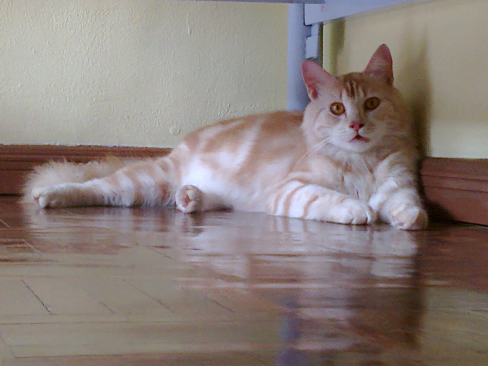 Duniaaa ohh duniaa: Comel si kucing parsi