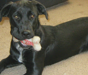 Faith ~ Co-Blogger in Training