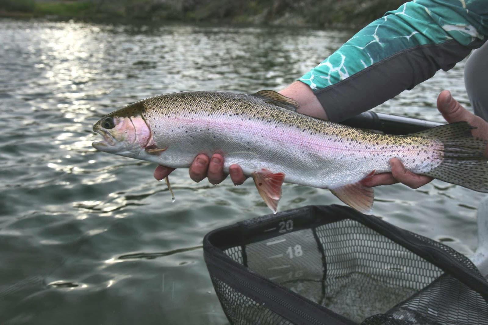 Nor Cal Fly Guides Ncfg Blog Northern California Fly Fishing Guide