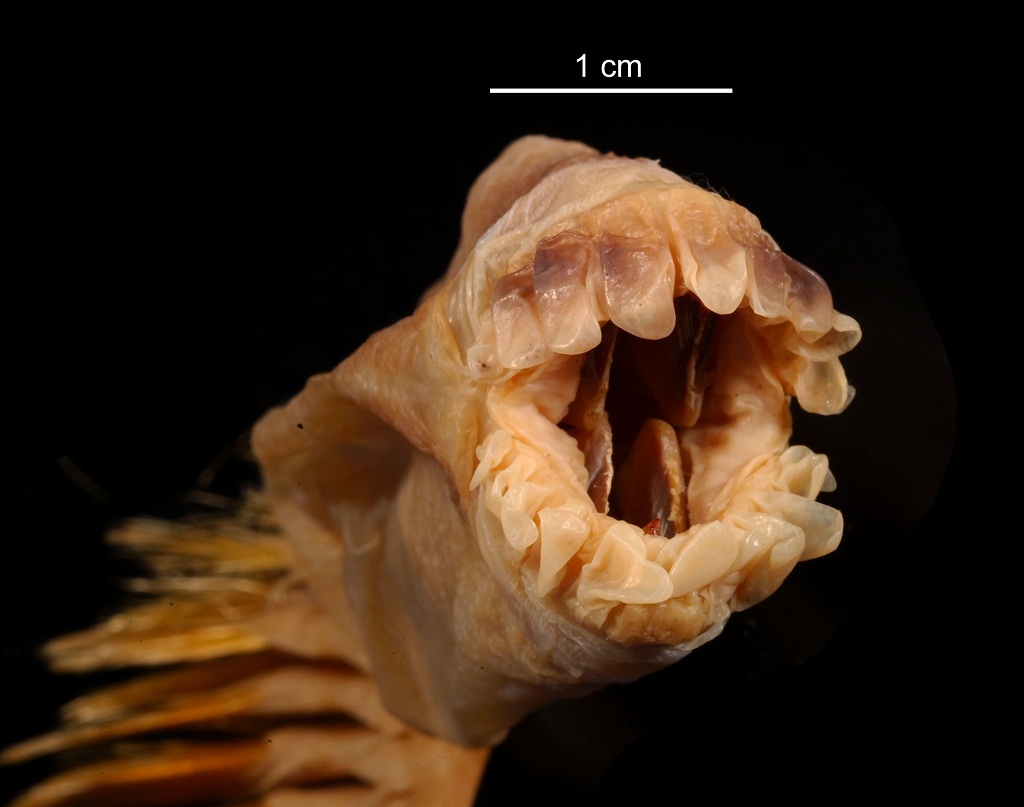 Poletka zdrowia PASOŻYTY, PASOŻYTY ROPE WORM WSZYSCY GO MAJA!!!