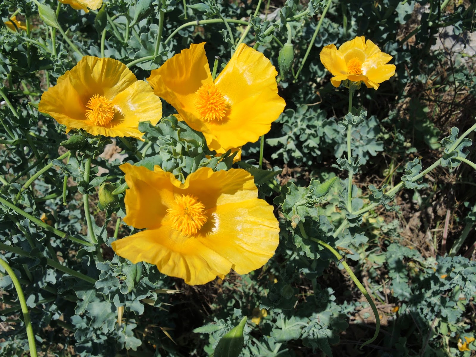 Rolf auf Naxos Frühjahr 2014: Die gelbe Blume des Photographen.