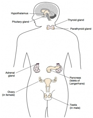 Hum an Body7 - शरीर के तंत्र | Body system