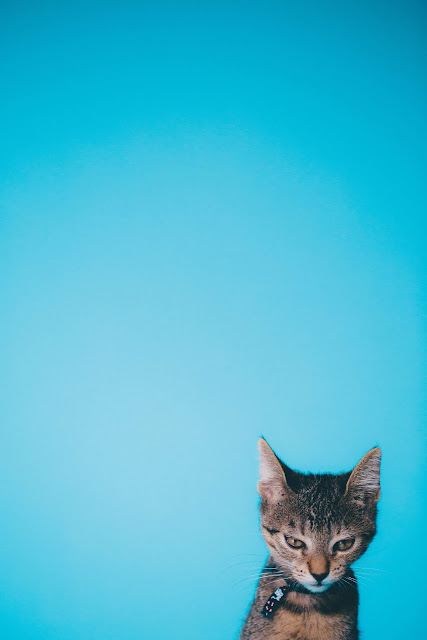 animal pictures animal pictures