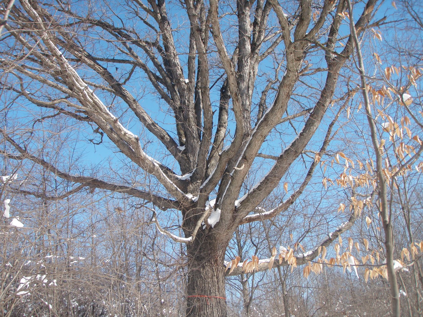 Indiana bat seasonal tree clearing dates