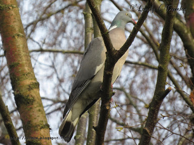 Common wood pigeon - Columba palumbus