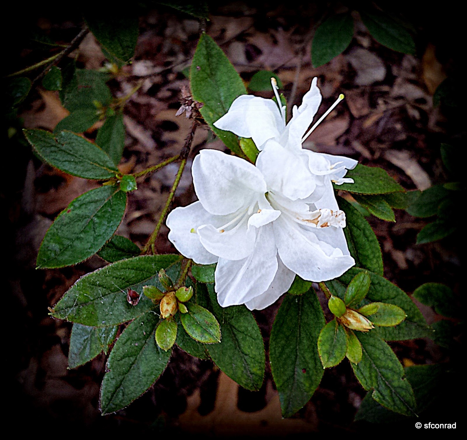 PUPPY PATHS RVing FullTime Greensboro Arboretum Flowers