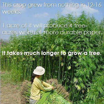 allow farmers to grow hemp.