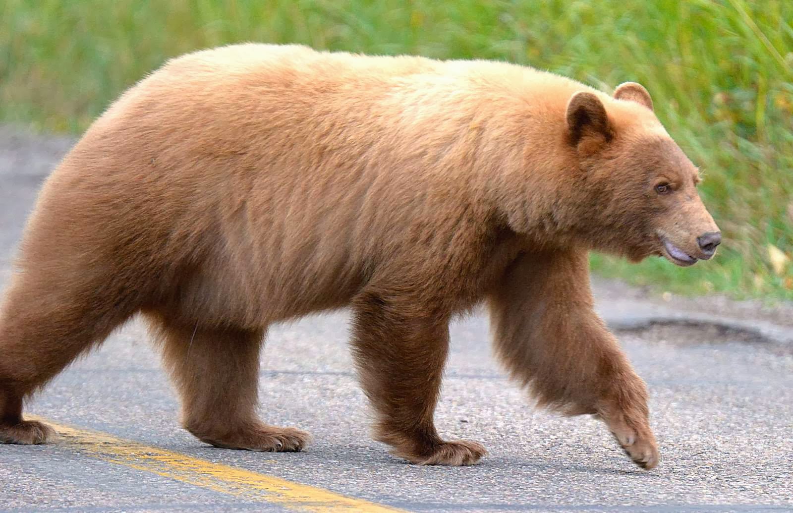 Turbo's Track and Photo Tour Black Bear and one Blonde Bear shot