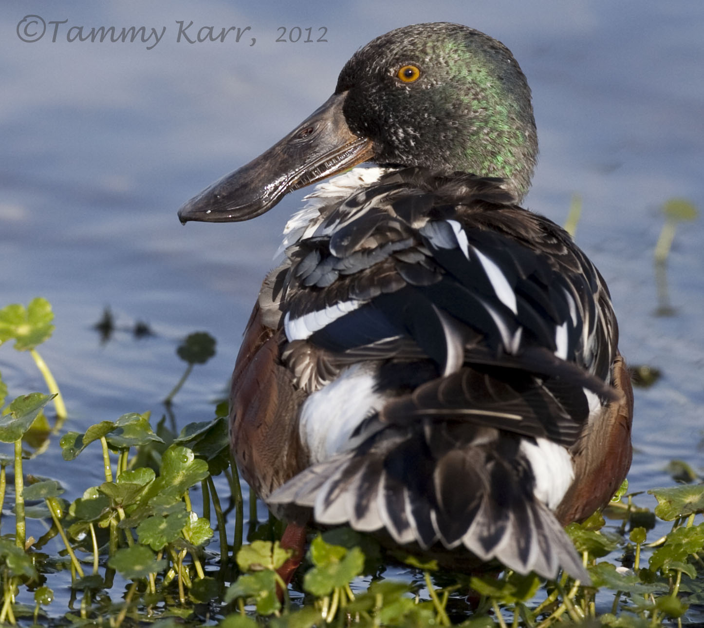 i heart florida birds Dirty Ducks