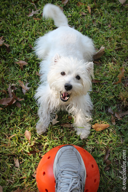 Pierre the Westie loves to play soccer 