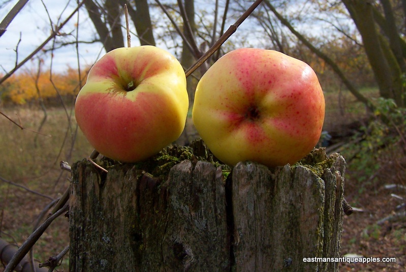 Art Meets Earth ISLAND holds fruit tree grafting