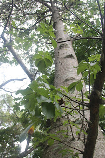 gambar atau foto Tanaman Baobab atau Pohon Botol  Manfaat Tanaman Baobab atau Pohon Botol (A&sonia Digitata)