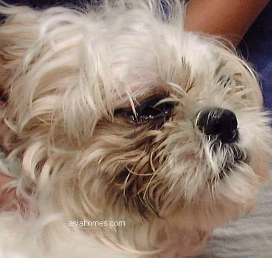 Olhos do shih tzu lacrimejando cuidado