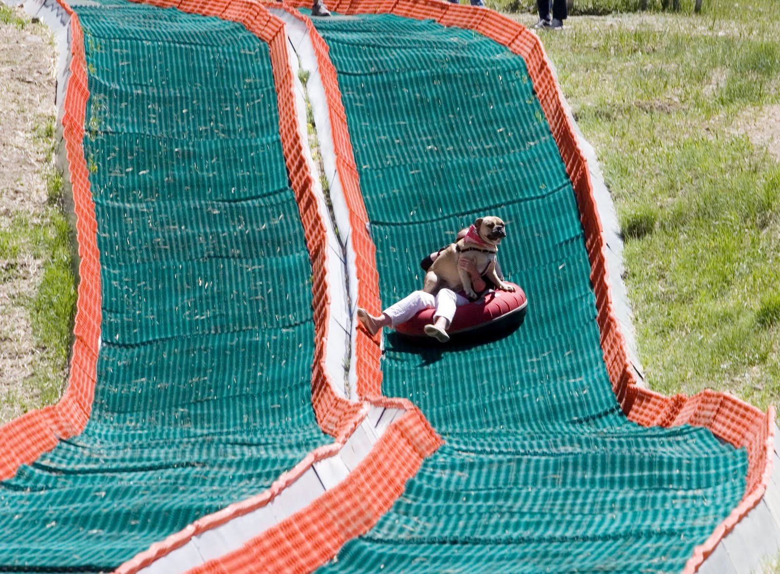 Travelin' Jack's Dog Blog SUMMER TUBING.....FOR DOGS OR NOT FOR DOGS