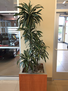 Peadody MA Auto showroom;indoor office plants and design; office plant care;