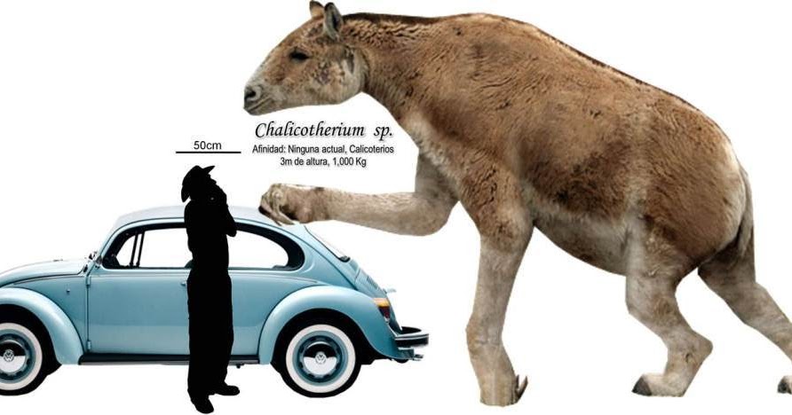 chalicotherium