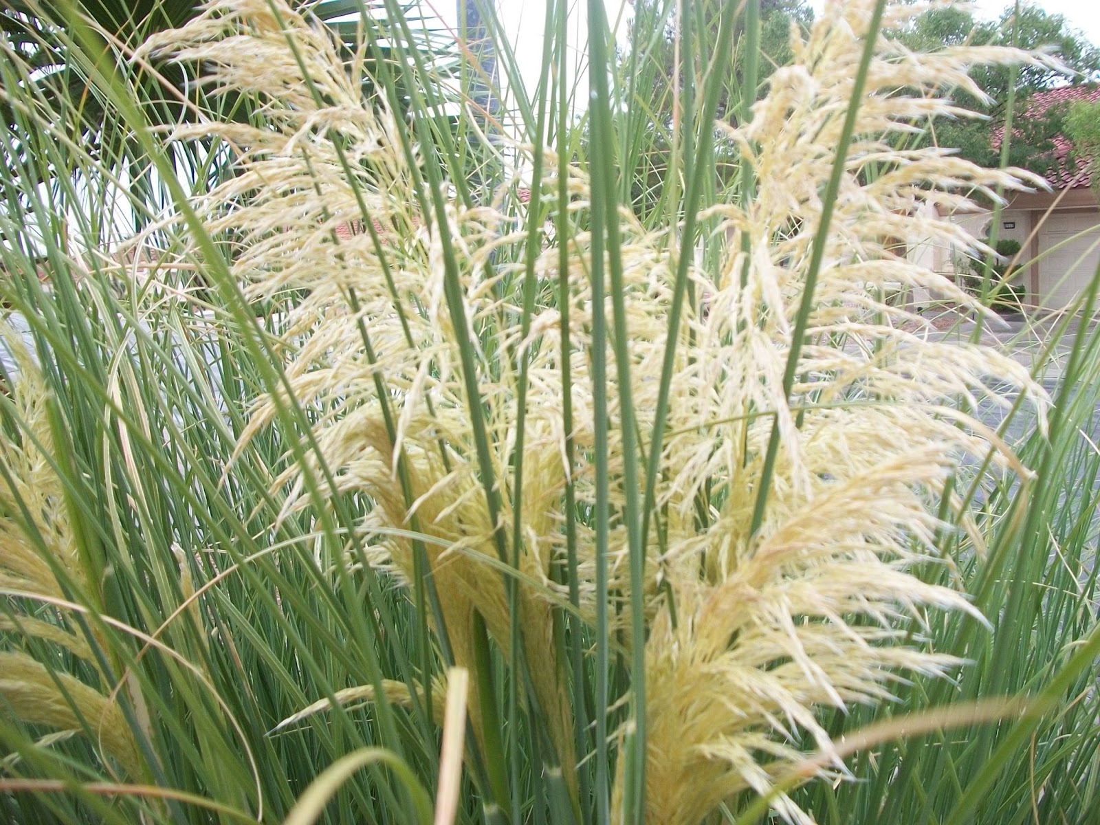 Xtremehorticulture of the Desert What's Wrong with My Pampas Grass?
