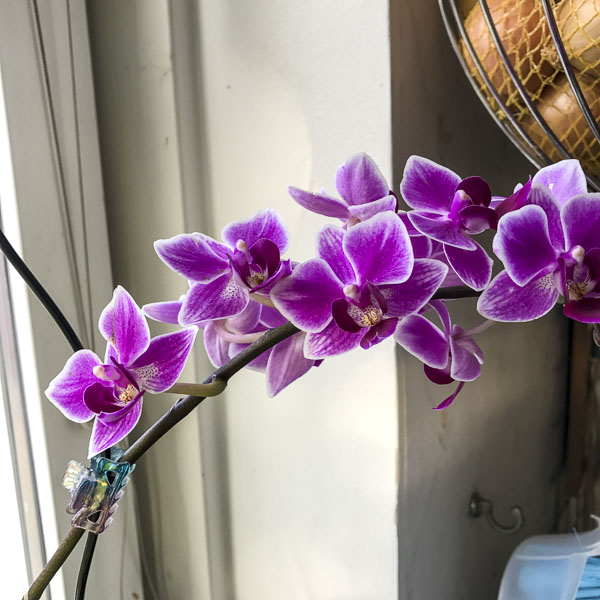Brudorkidé phaleanopsis Brudorkidé phaleanopsis