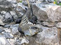 Kayalar ve taşlar üzerinde rengini griye çevirerek kamufle olmuş bir bukalemun