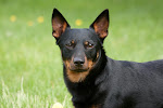 Lancashire Heeler- uros,        FI MVA Dreamdust Faramir