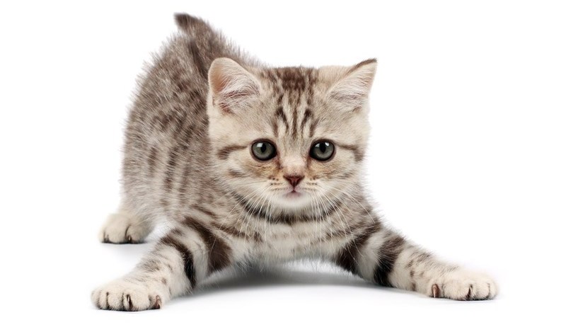 7 πράγματα που πρέπει να γνωρίζεις αν βρήκες ένα εγκαταλειμμένο γατάκι