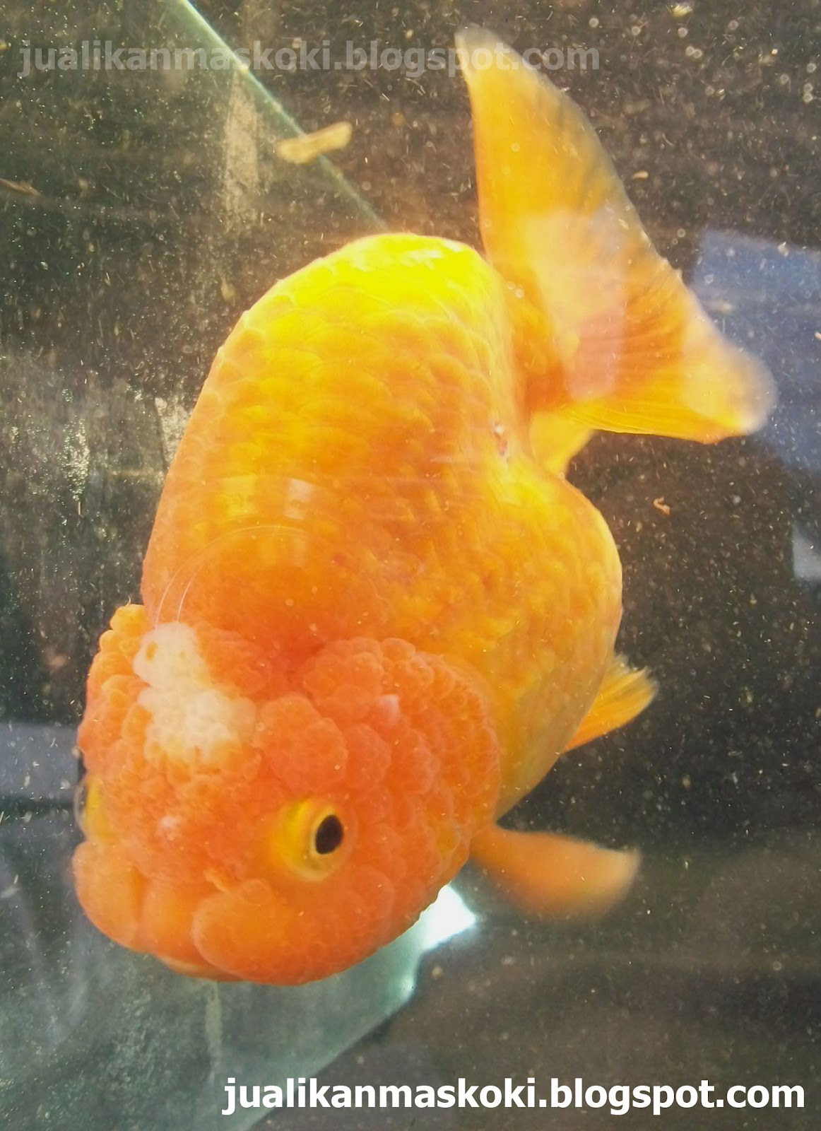 IKAN KOKI RANCHU - Jual Ikan Mas Koki