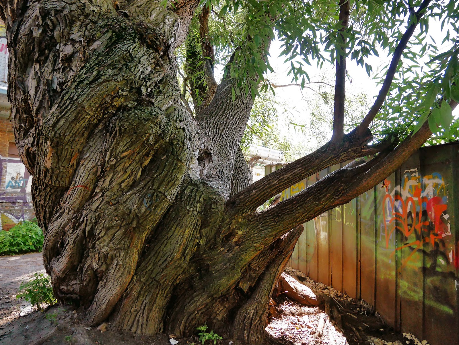 Big basin redwoods state park. царь всех деревьев. царское дерево. платан палласа терновка крым. дерево царей.