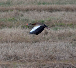 flight while walk particular stood took birds others there number