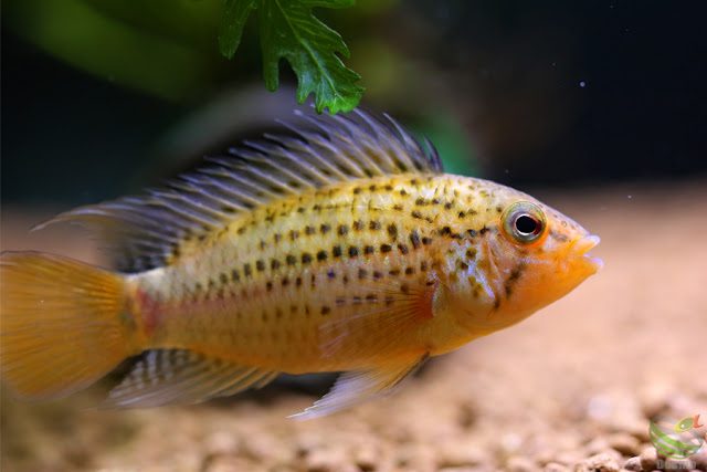 Apistogramma guttata from Rio Morichal Largo