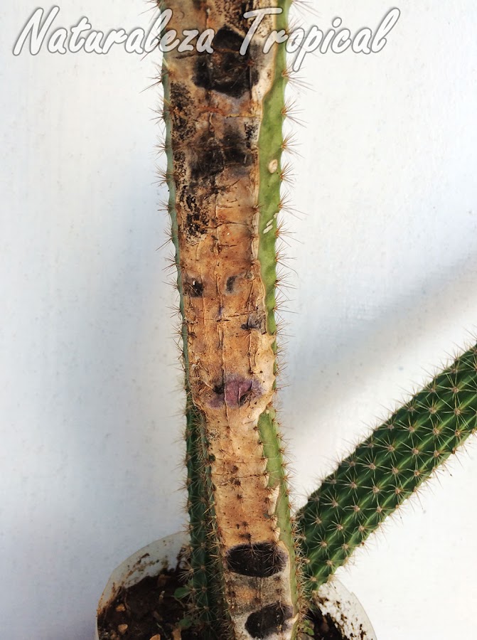 Cactus del género Peniocereus afectado por un hongo patógeno