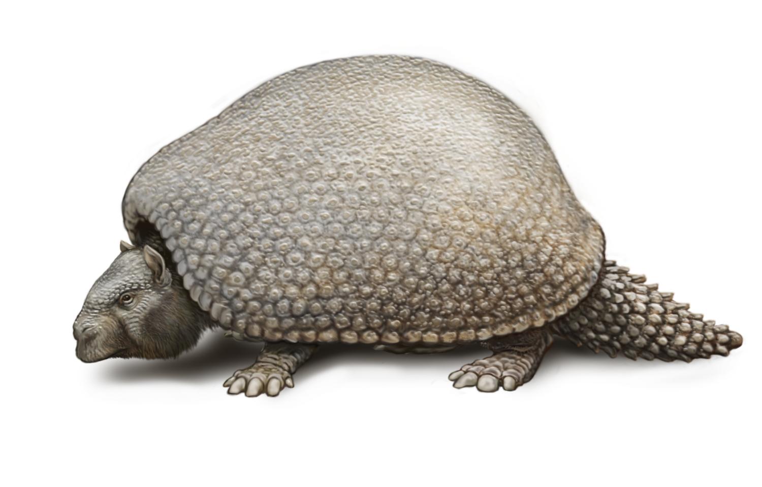 Extinct glyptodonts really were gigantic armadillos, ancient DNA shows