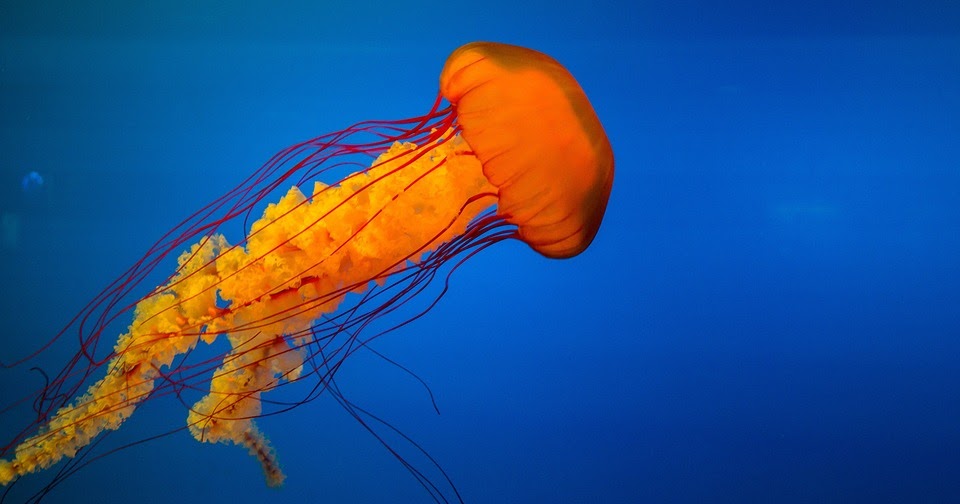 16 Amazing Facts About Jellyfish In Hindi
