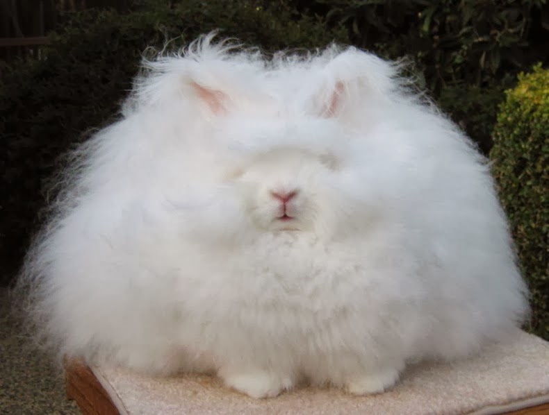 Conejo Angora: los conejito más peludos del Mundo