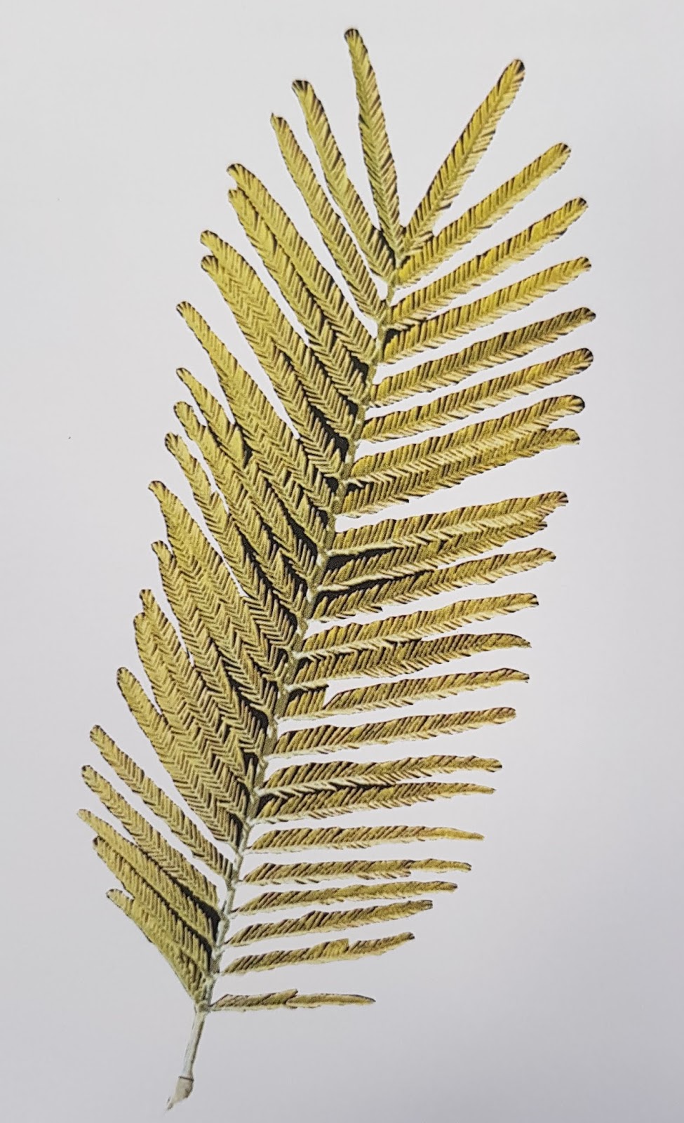 salud y belleza natural ACACIA, propiedades y beneficios