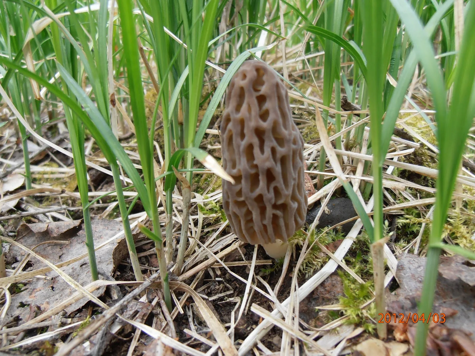 Premières morilles 2012 ! - Terra Morchellarum