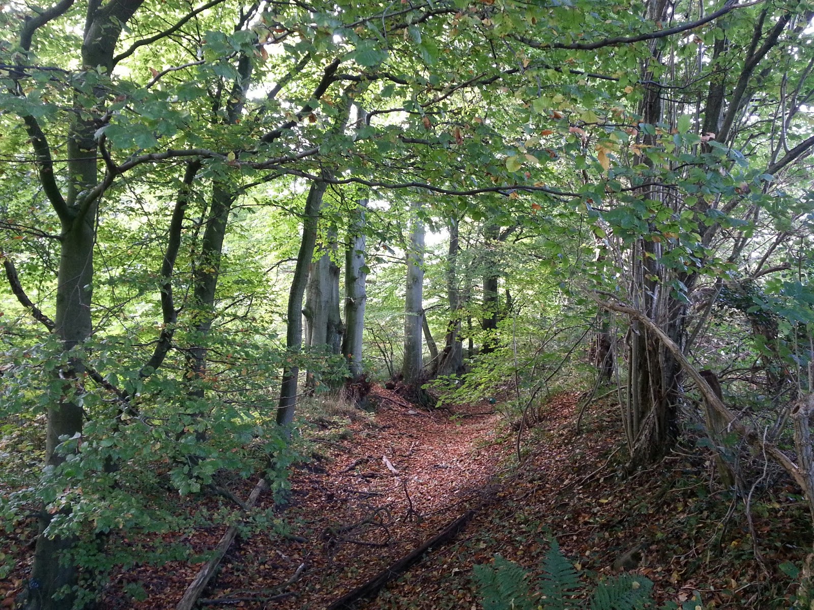 Die Schonen Wilden Von Wald Und Wiese Sinnenrausch Der